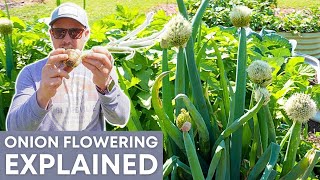 What To Do When Onions Flower? by Lazy Dog Farm 15,330 views 1 month ago 12 minutes, 19 seconds