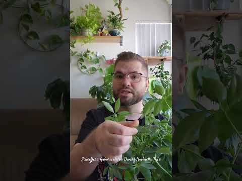 Vídeo: Trimling Schefflera Houseplants - Com podar una Schefflera Plant