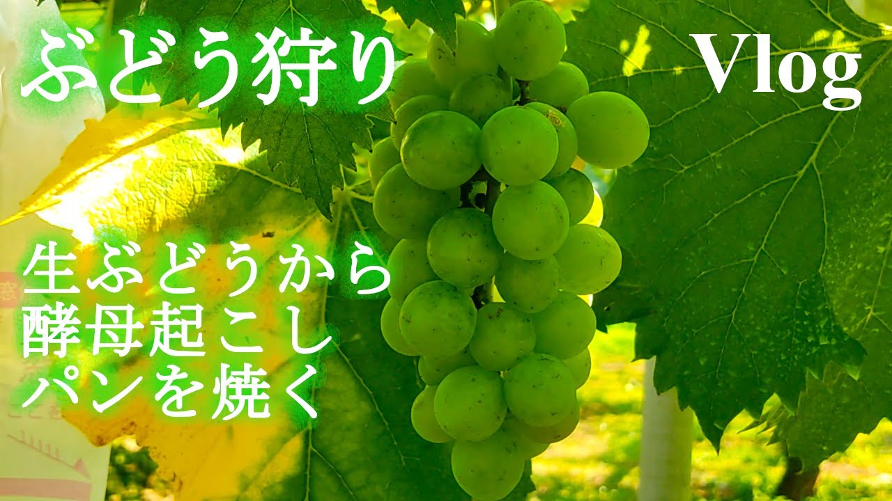 Vlog 04 ] 真夏のぶどう狩り 生ぶどうから自家製酵母を作る 二度