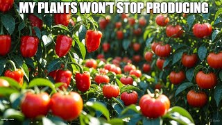 I Removed Every First Leaves and Flowers and Got 10x More Peppers and Tomatoes