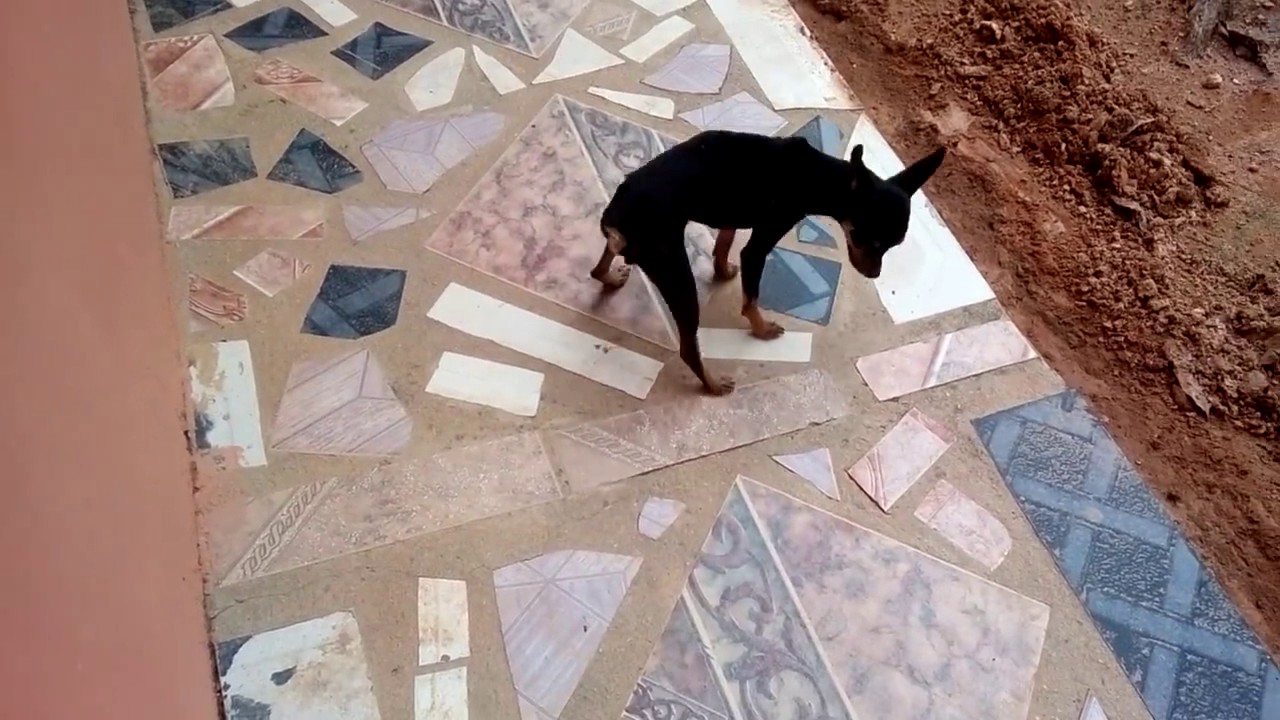 cachorro comendo o próprio cu - YouTube