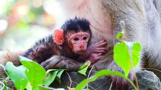 Mom’s little baby monkey! 🐵💖 #MonkeyCuddles #TinyAdventures