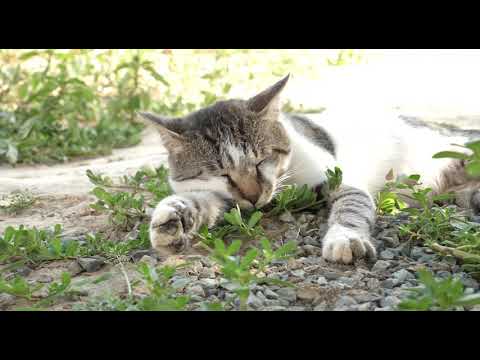Video: Mažoji kačiukas praleidžia savo dienas, apsivilkusią šia kolio spalvotą kailį