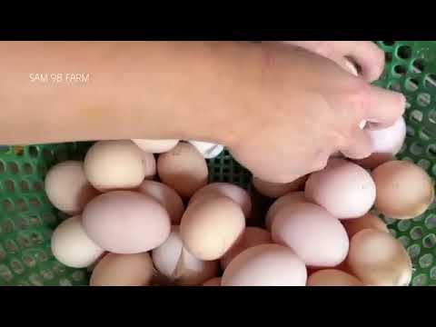 Increíble granja de gallinas ponedoras 💥 Cómo los granjeros cosechan huevos y hacen negocios. by El gallinero de Pedro 