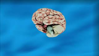 brain Prince video PNG image video dimag ki video
