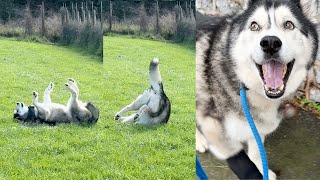 Husky Throws A Tantrum When I Can’t See Him!