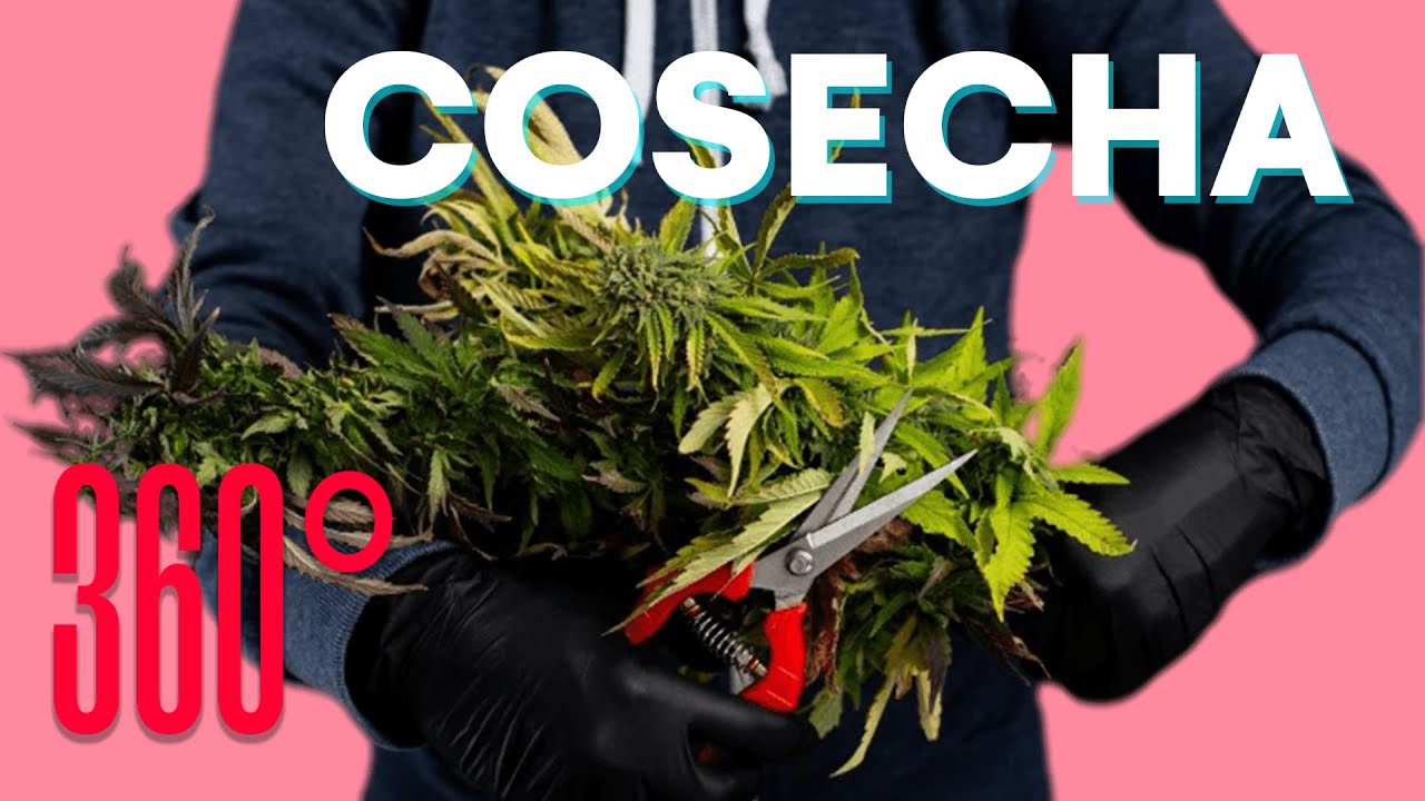 Cosecha De Cannabis o Marihuana: !Tendrás Flores Potentes y Aromáticas!