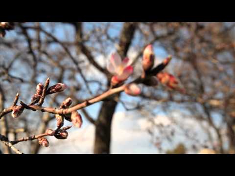 Видео: Бадемови венчелистчета