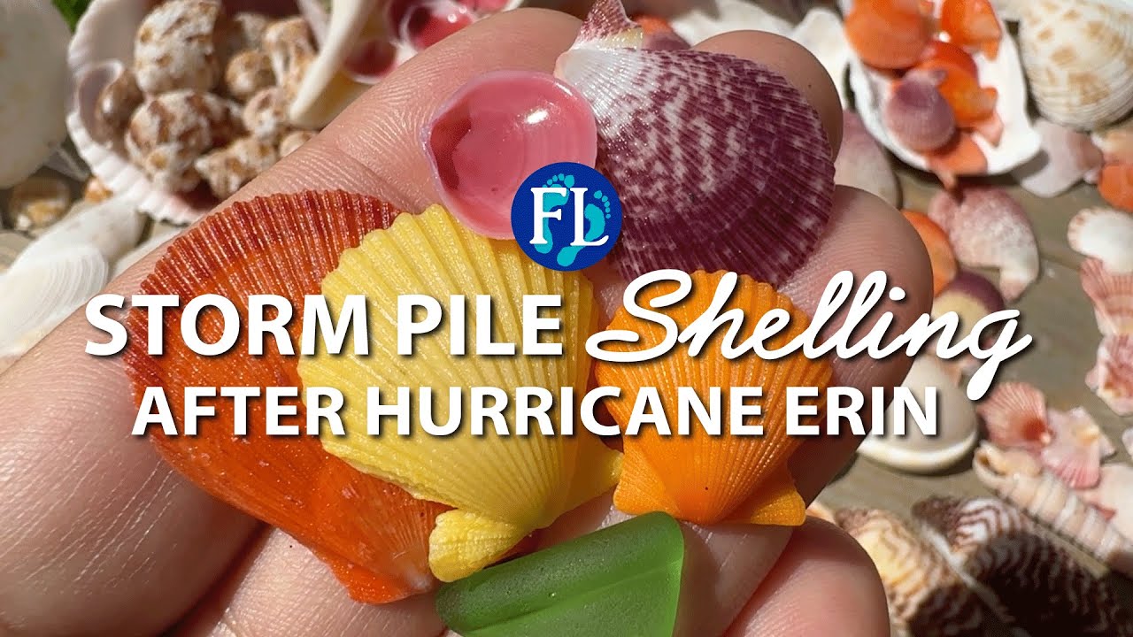 More Shelling After Hurricane Erin🐚