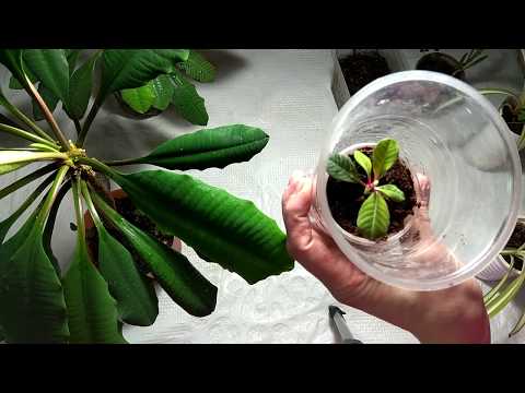 Video: Paya Euphorbia