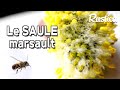 Le saule marsault