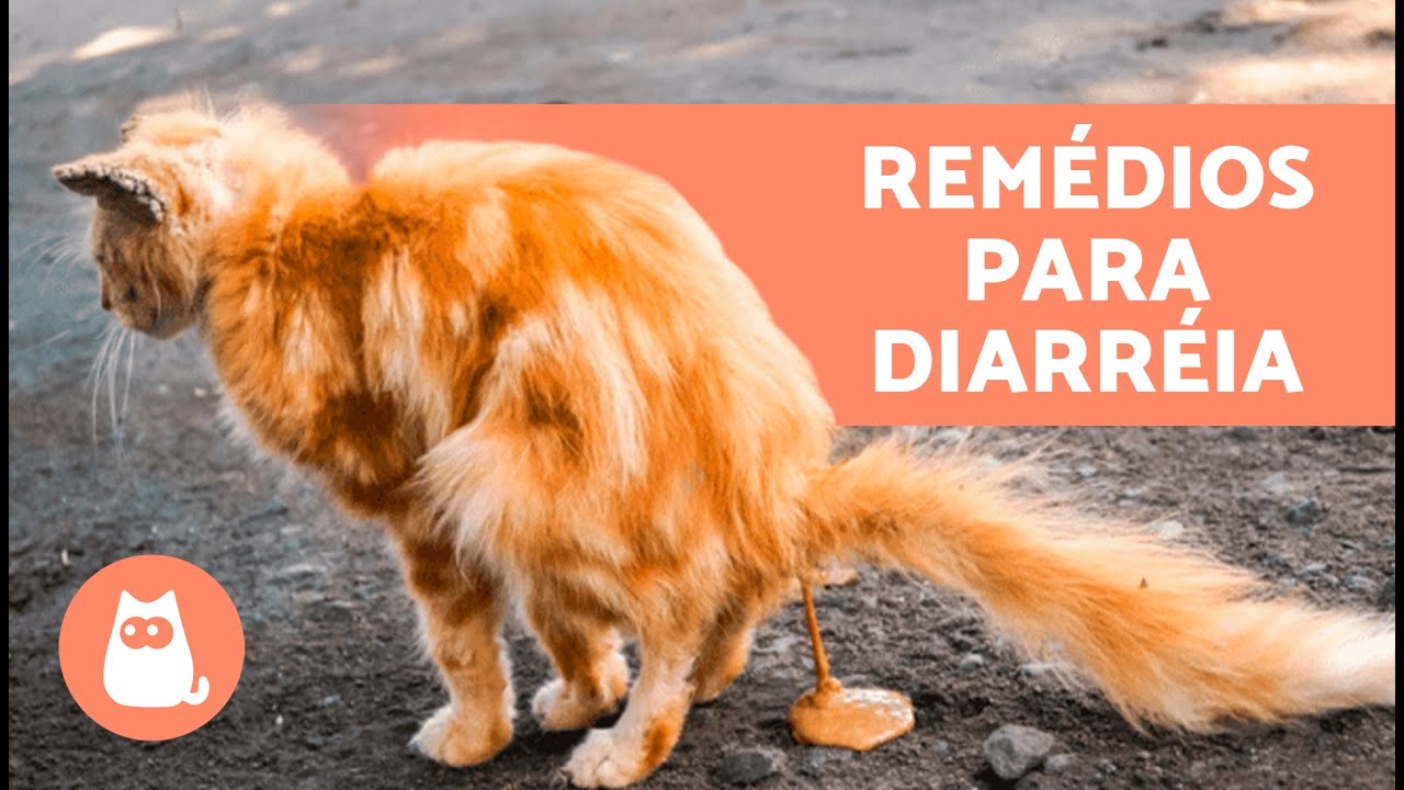 7 REMÉDIOS CASEIROS PARA DIARRÉIA EM GATOS 🐱 Como TRATAR DIARRÉIA EM ...