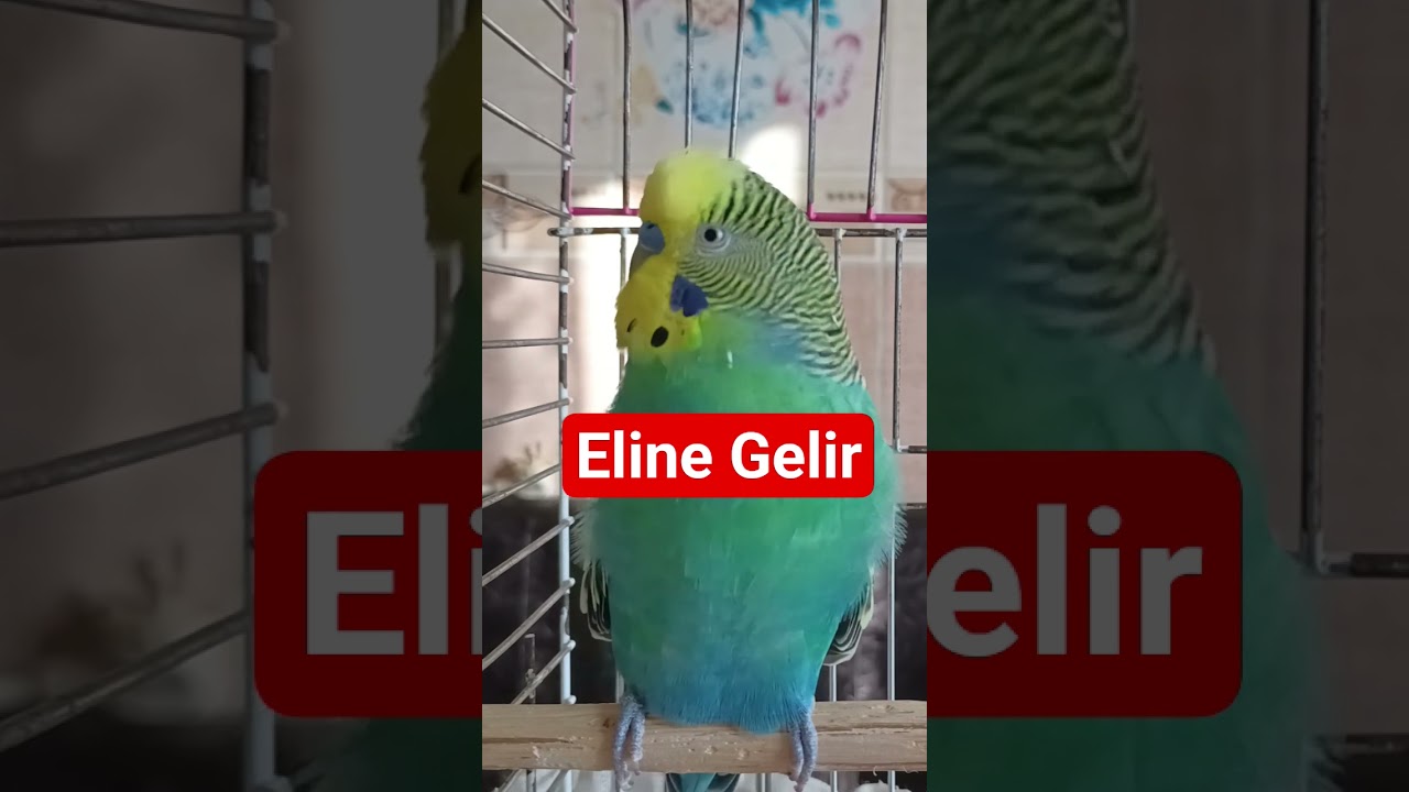 Muhabbet kuşu sesi #birds #muhabbetkuşu #birdsong #budgies #dinlendiricisesler #parrot #parakeet