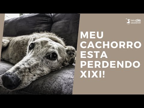 Vídeo: Como você impede um cachorro de vazar urina?