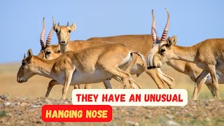 AMAZING SAIGA ANTELOPE FACTS / 4K SCENIC RELAXING FILM / CALMING MUSIC by EARTH TRACE 509 views 1 year ago 4 minutes, 40 seconds