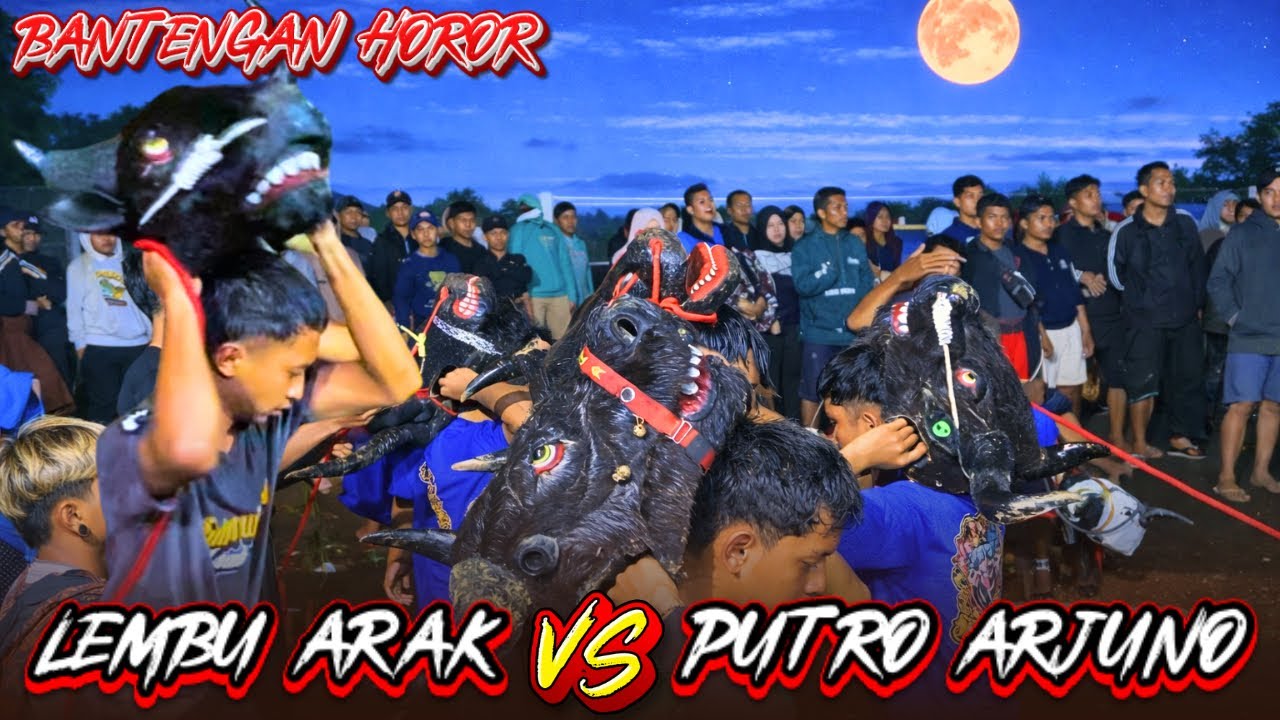 MERINDING BANTENGAN HOROR‼️LEMBU ARAK PUTRA WIRASONO feat PUTRO ARJUNO FULL KALAPAN BRINGAS