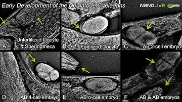 Label-free live cell imaging of embryo development stages of C.elegans