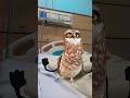 Funny owl dance #funny #owl #dance #apt #fypシ゚ #fypシ゚viral #fypシ #fyp #birds #cute #viral #comedy