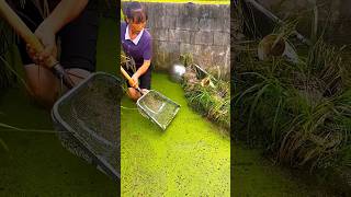Traditional Fishing Technique 🐟😱 #catchoftheday #villagefishing #ytshorts