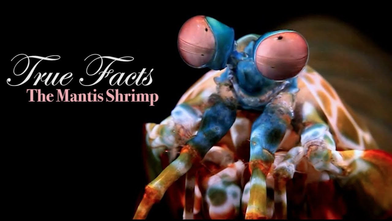True Facts About The Mantis Shrimp - YouTube