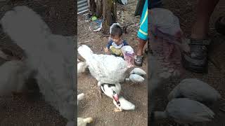 feeding Farm Animals with Xhan 🥰 #backyardfarming