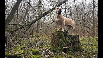 Presa Canario - walks in the nature