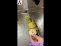 دستگاه اسلایسر میوه
