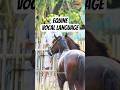 Vocal Communication: How Horses Exchange Information in the Stable 🐴 #shorts