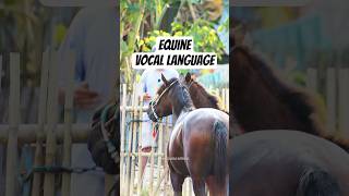 Vocal Communication: How Horses Exchange Information in the Stable 🐴 #shorts