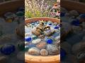 One Terracotta Saucer + Stones = a Bee Bath in Minutes 🐝
