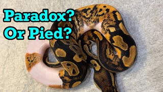 Its Paradox, Pied AND Het?! New Gene Breakdown!