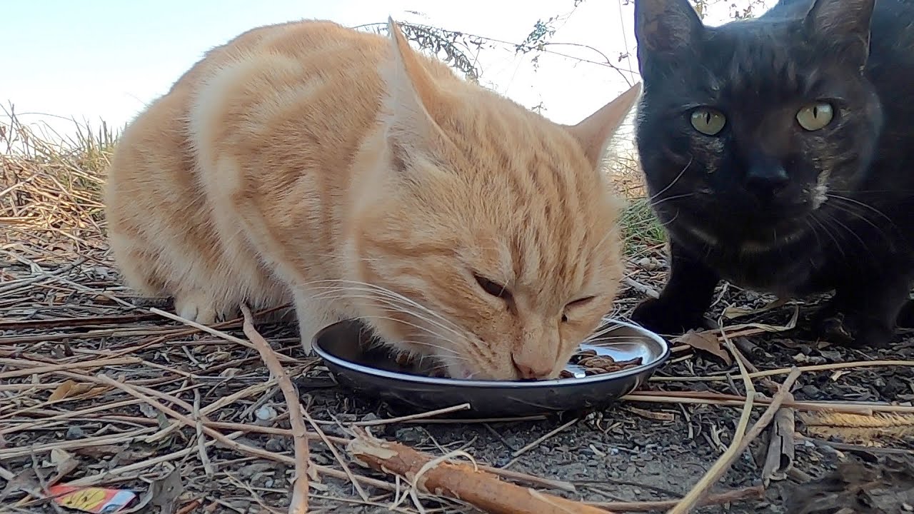 茶猫が美味しそうに全部食べた。The brown cat ate it all deliciously. Vol.527 - YouTube