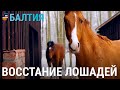 Восстание лошадей. История одной латвийской фермы | БАЛТИЯ