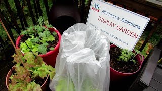 How to Make a Container Mini Greenhouse - Frost Protection: AAS Quick Gardening TIps