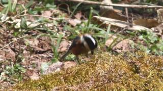 野鳥：ヤマガラ 20100509(7D)