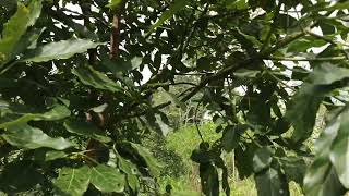 Alpukat hass berbunga lebat #alpukat #premium #avocado #salatiga