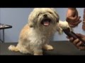 How to Groom a Grouchy Shih Tzu - Part 1