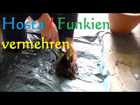 Video: Hosta: wie man eine Pflanze vermehrt und anbaut