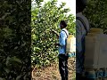 अमरूद की खेती में स्प्रे #farming #shortfeeds #shorts