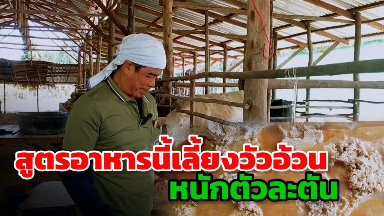 สูตรอาหารนี้เลี้ยงวัวอ้วนดี หนักเป็นตันก็เลี้ยงมาแล้ว #กากมันหมักยีตส์สูตรสาโท #วัวขุนพรีเมี่ยม