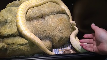 Albino darwin carpet python shedding