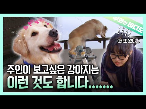 주인과 1초도 떨어지기 싫은 집착광공 리트리버🦮┃Retriever: I Don&amp;#39;t Want To Be Separated from You Even For a Second 🦮