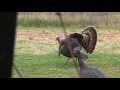 First blind hunter ever to get grand slam on turkeys.  AMAZING Turkey hunt      PART 2
