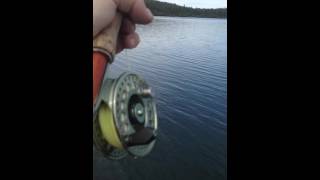Trout Screams The Sounds Of Fly Fishing