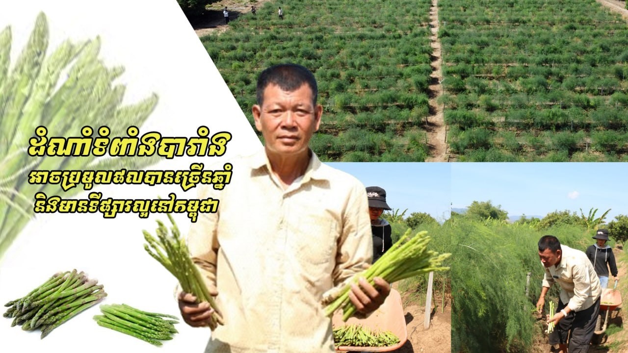 បទយកការណ៍ ដំណាំទំពាំងបារាំង អាចប្រមូលផលបានច្រើនឆ្នាំ និងមានទីផ្សារល្អនៅកម្ពុជា