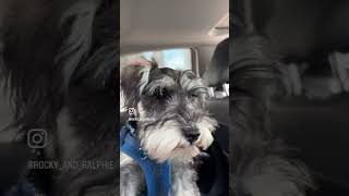 Miniature Schnauzer Puppy Addicted to Pup Cups!  #miniatureschnauzer #puppy