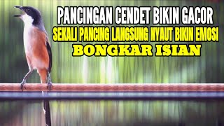 BURUNG CENDET GACOR AMPUH BUAT PANCINGAN CENDET MANAPUN AGAR BUNYI
