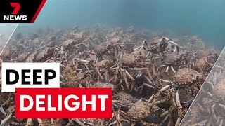 Mysterious migration thrilling nature lovers in Port Phillip Bay | 7 News Australia
