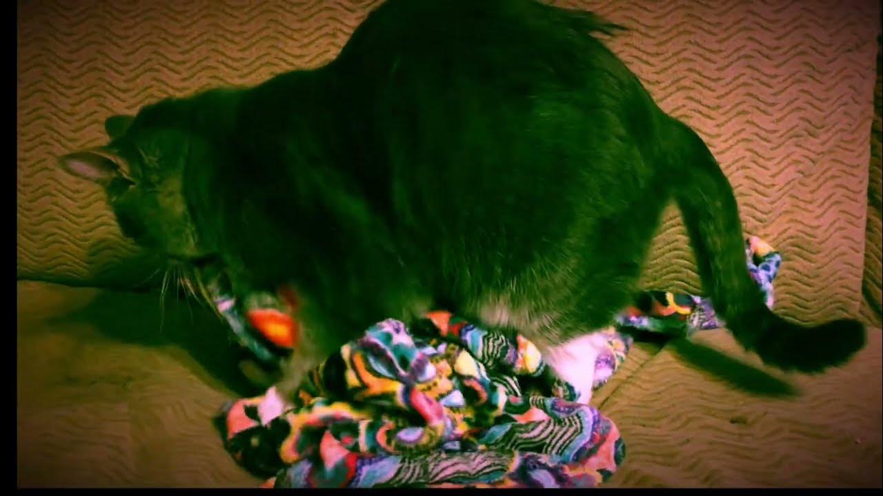 Cat Kneading and Biting Blanket? YouTube