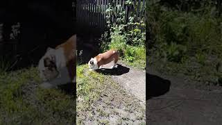 Девочка английского бульдога Девочка английского бульдога